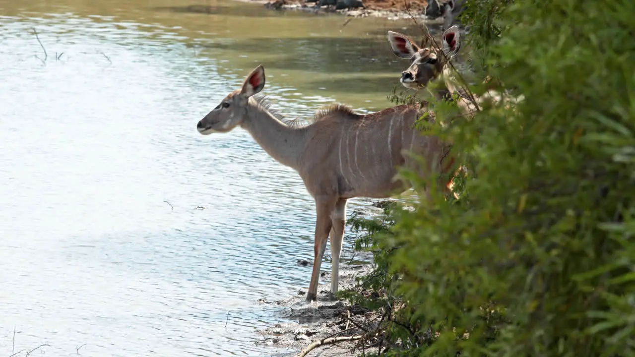 Antelope drinking by the water