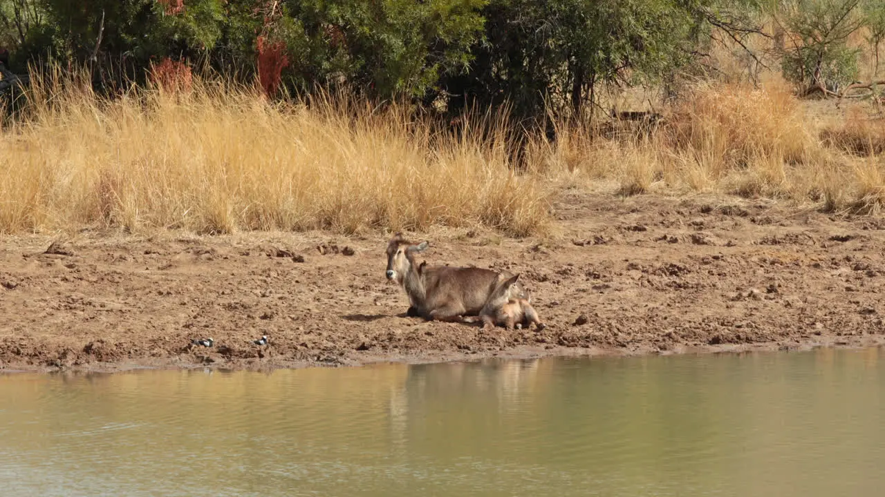 Antelope resting by the water