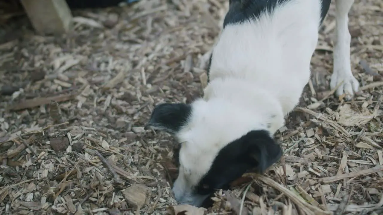 Jack Russel dog digging hole in wood chip garden