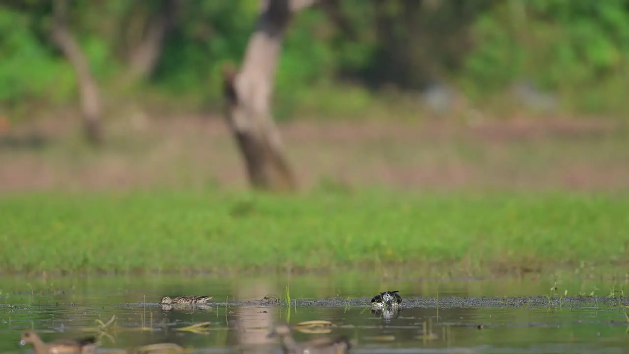 Knob-billed duck feeding in Morning in a Pond in Forest