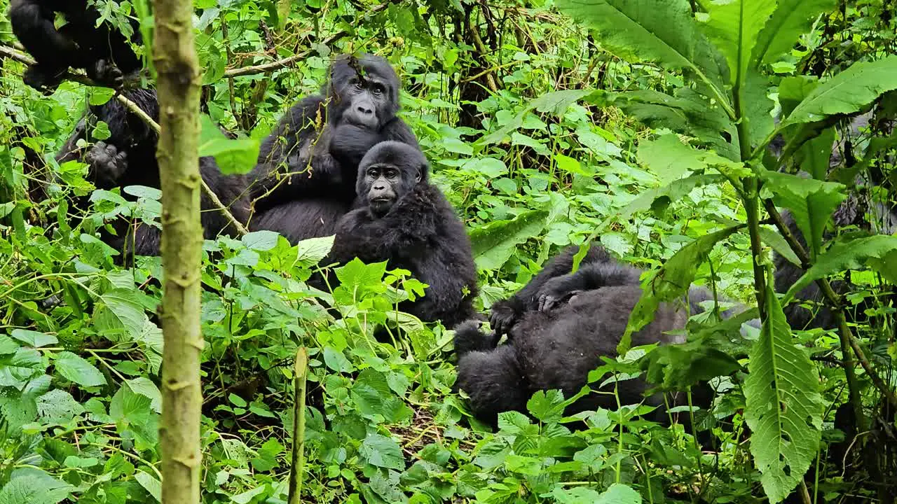 Family of gorillas in the wild