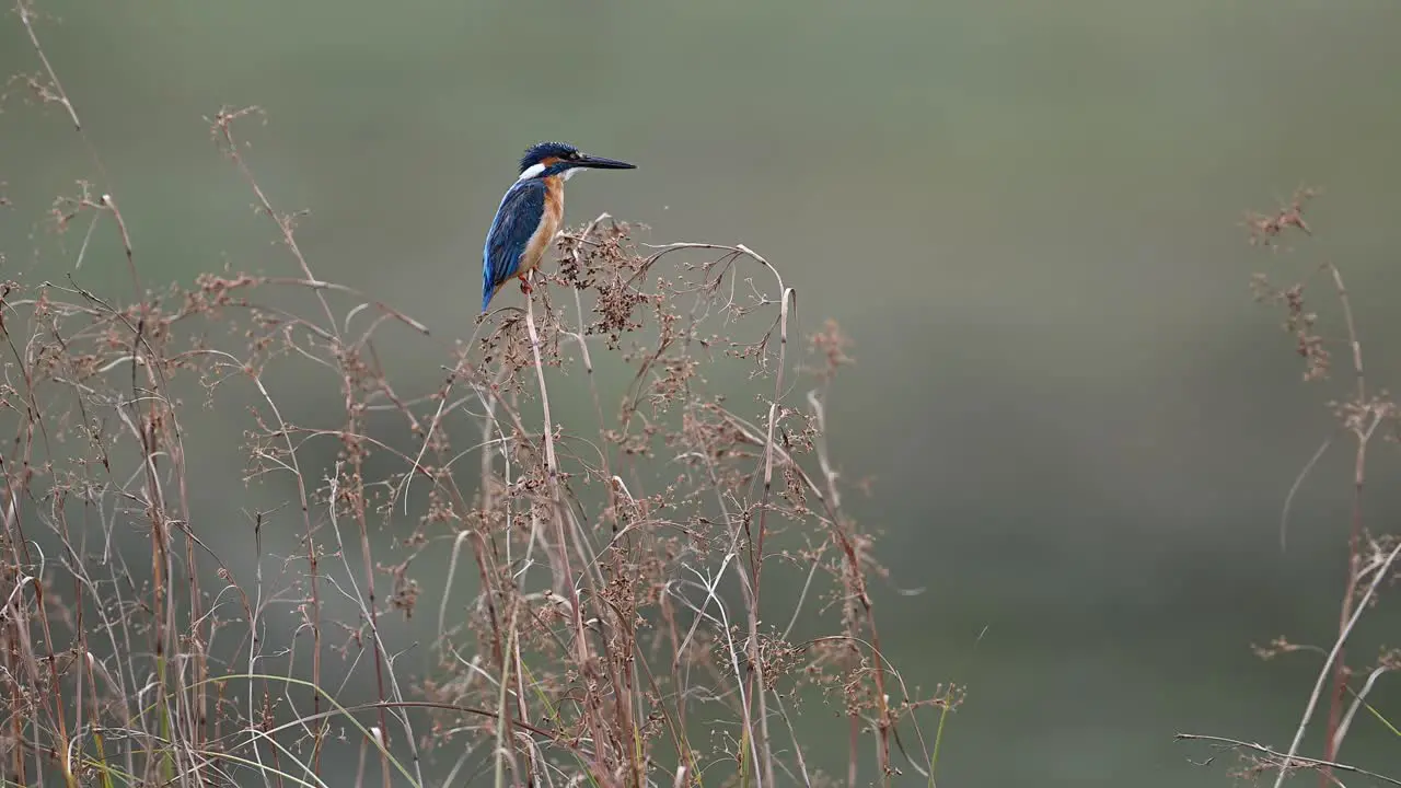 Common Kingfisher european kingfisher bird close up