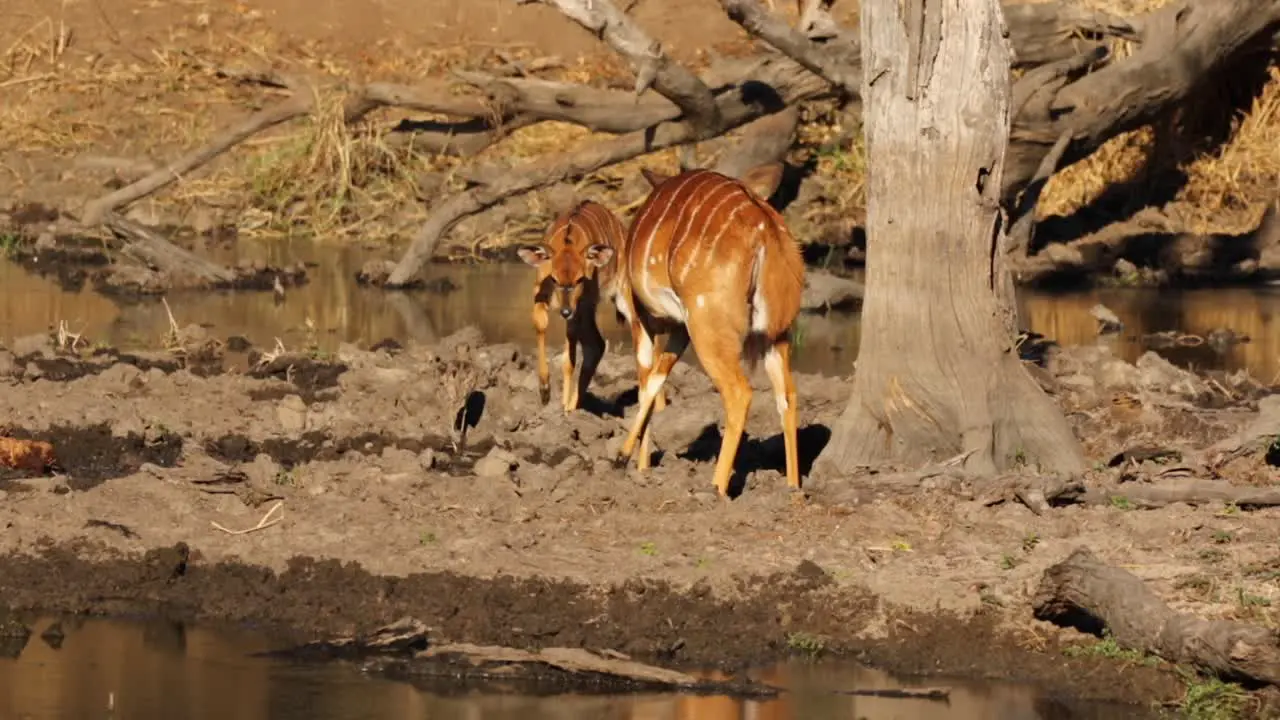 Young Nyala bulls play fighting at the water edge of a lake in South Africa