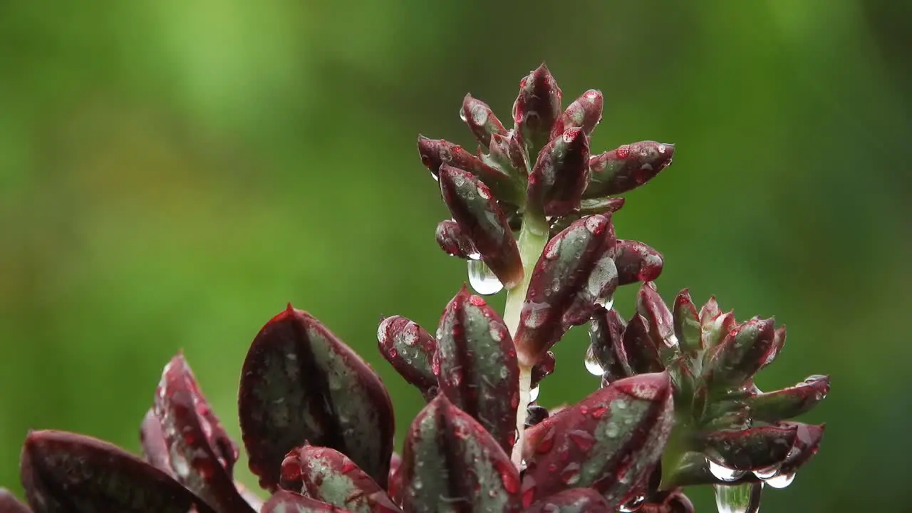 wet succulent with soft rain drops falling in the green bokeh background of this plant on a rainy day