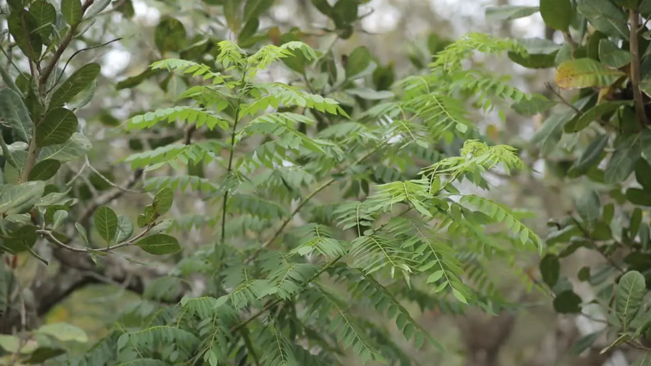 Tropical green plant cinematic realistic background