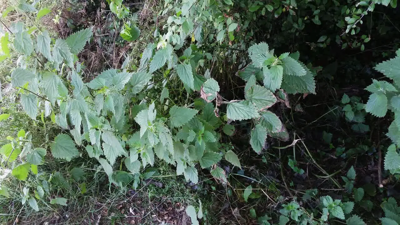 Wild Nettle Plants swaying in the breeze on a sunny day