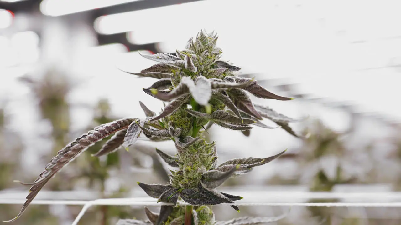 Tracking shot of Marijuana plant in indoor greenhouse production Rack focus