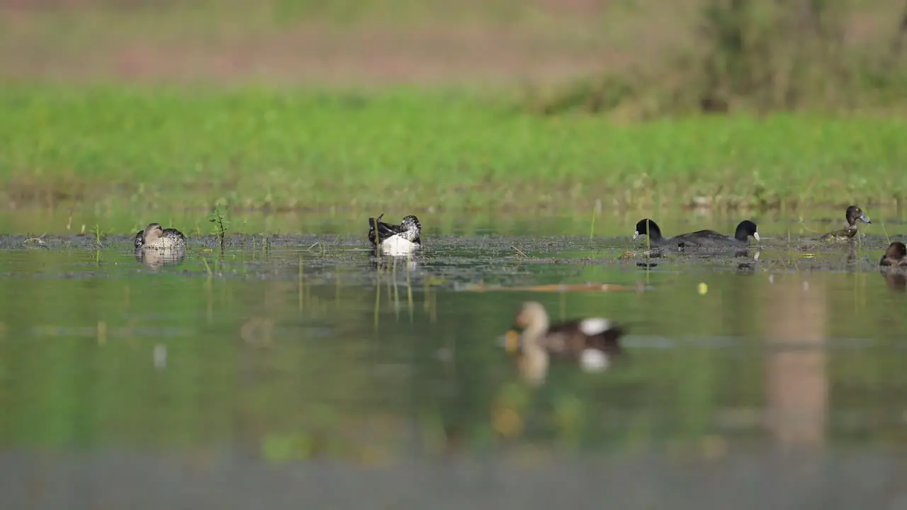 Knob-billed duck and Coots in wetland