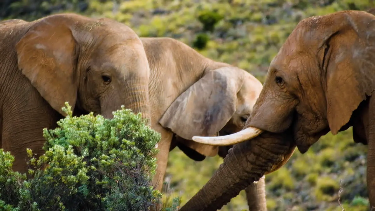 Telephoto shot of majestic African elephants covered in brown mud feeding