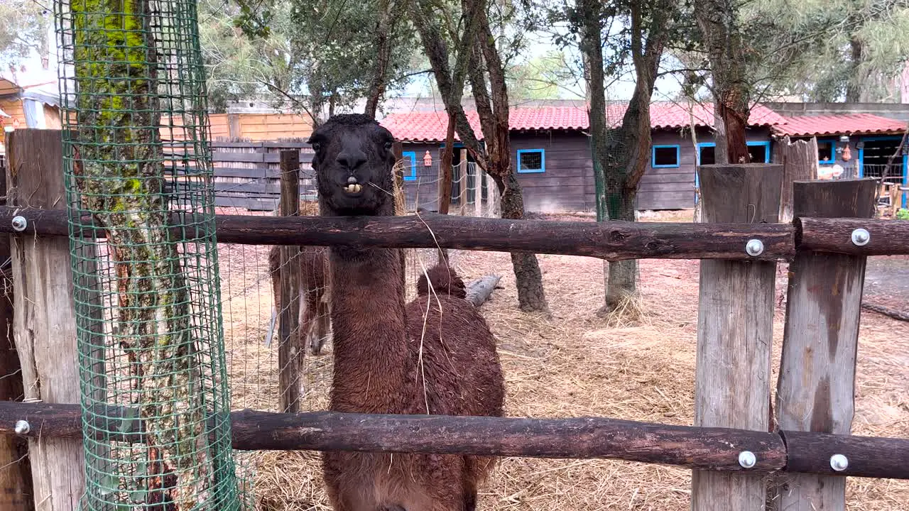 Close-up view of a mud-spitting creature casting a suspicious gaze at visitors with an air of curiosity and intrigue