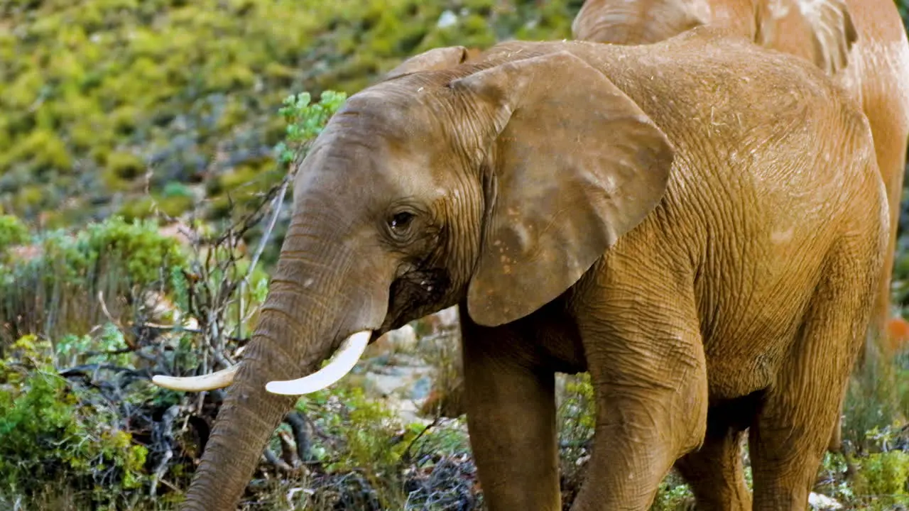 Frontal shot of African elephant on private safari on game reserve