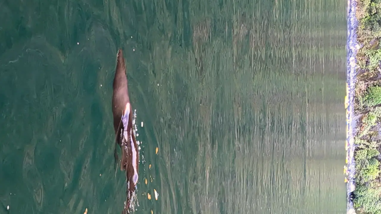 Fur Seal showing off near sailing boat in New Zealand vertical video