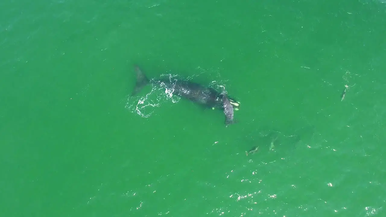 Aerial Over A North Atlantic Right Whale Mother And Calf Swimming With Bottlenose Dolphins 1