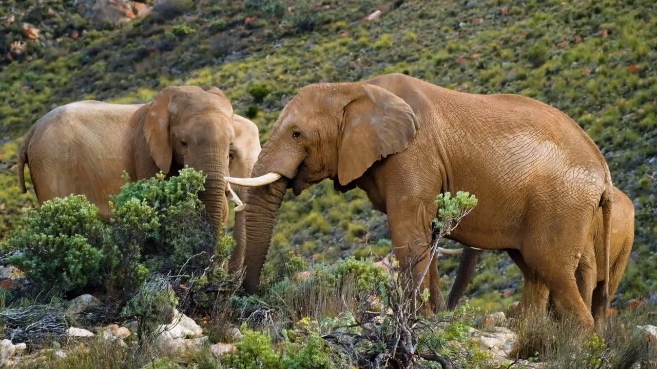 Closeup view of African elephants feeding calmly in private game reserve