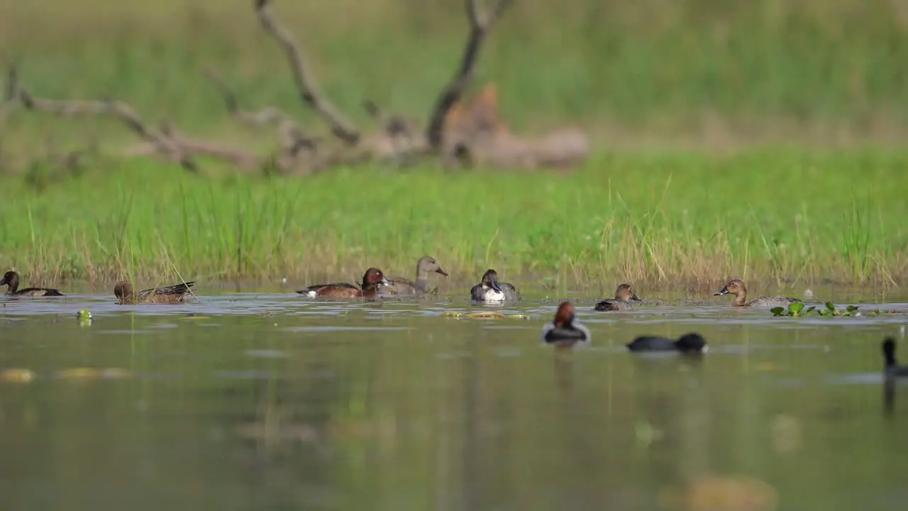 flock of Ducks Swimming in wetland