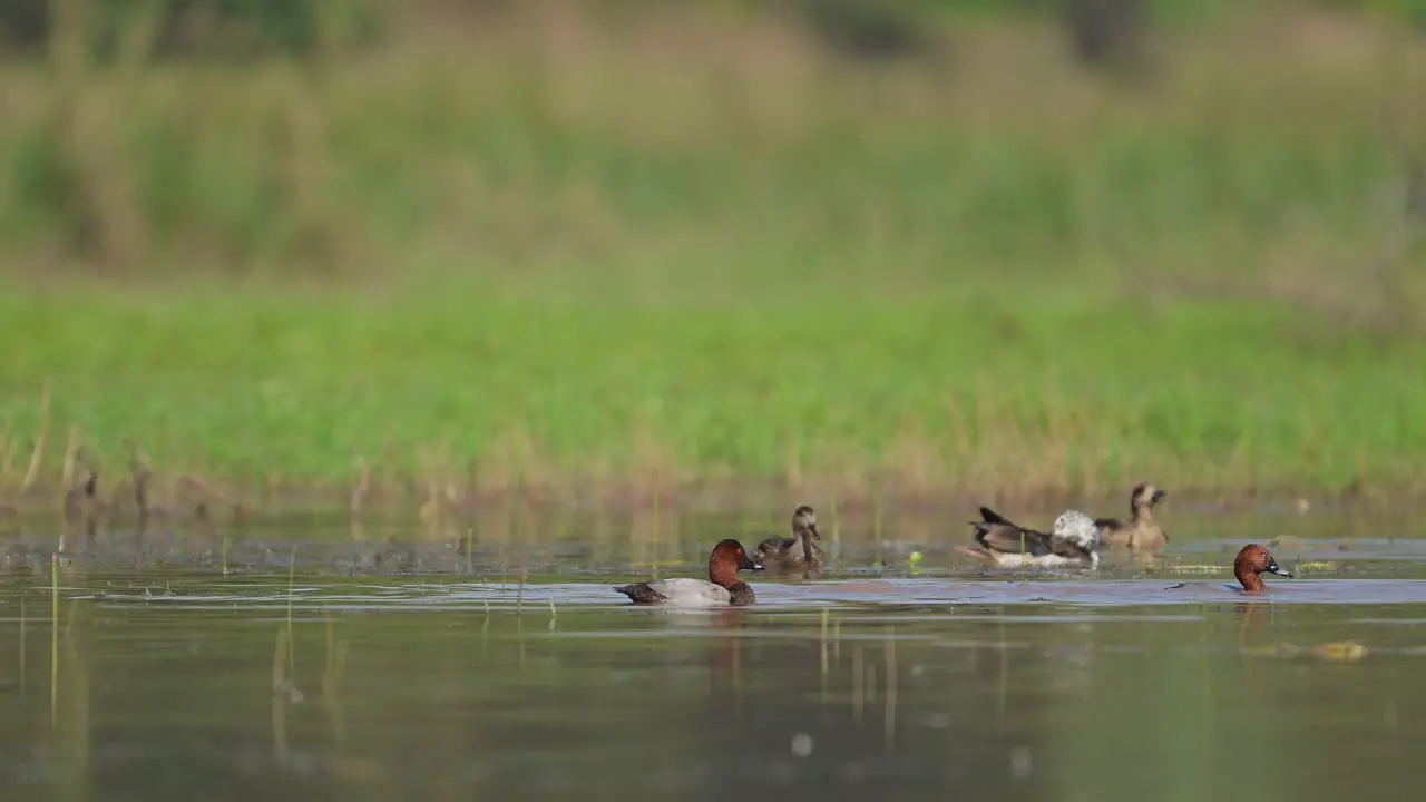 Common pochard and Comb Duck in Wetland