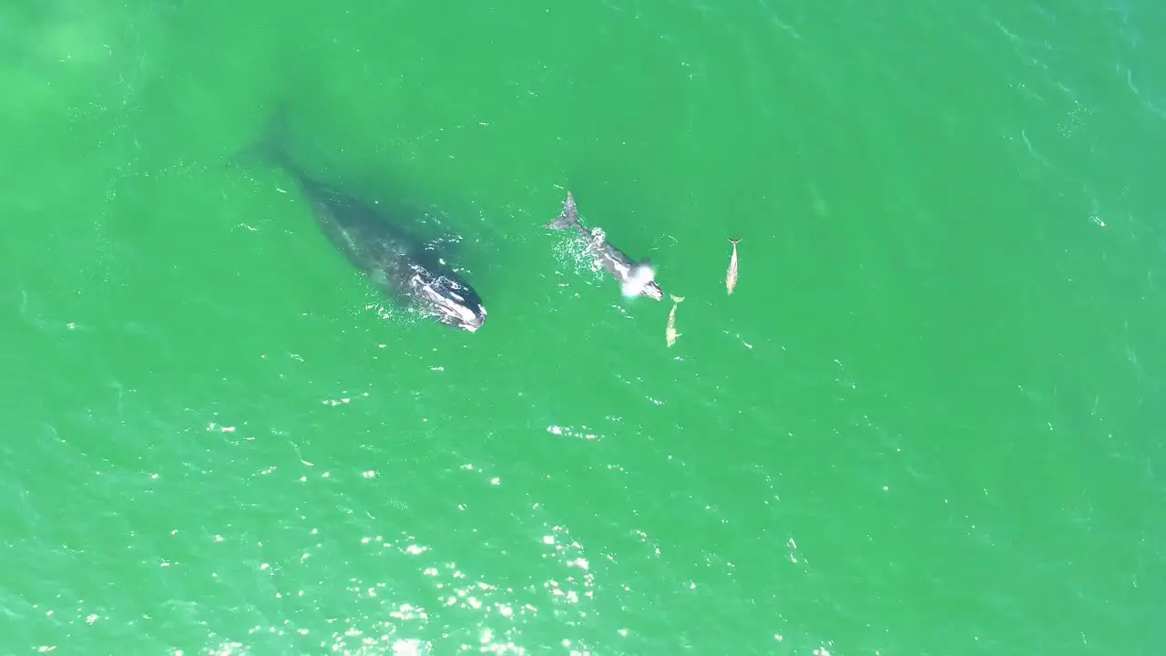 Aerial Over A North Atlantic Right Whale Mother And Calf Swimming With Bottlenose Dolphins 2