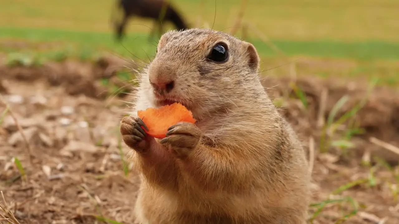 Ground squirrel eating carrot on a meadow with a donkey in the background