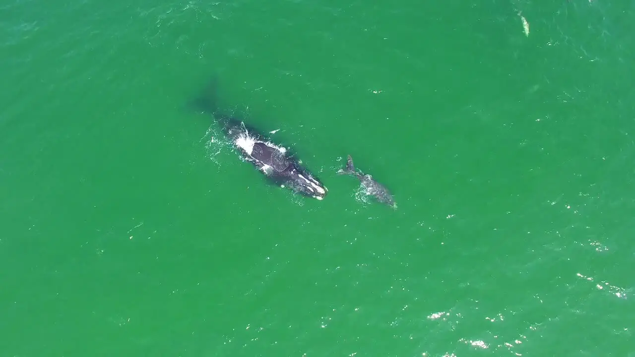 Aerial Over A North Atlantic Right Whale Mother And Calf Swimming With Bottlenose Dolphins