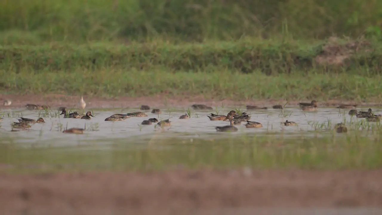 Flock of Ducks Feeding in wetland in Morning