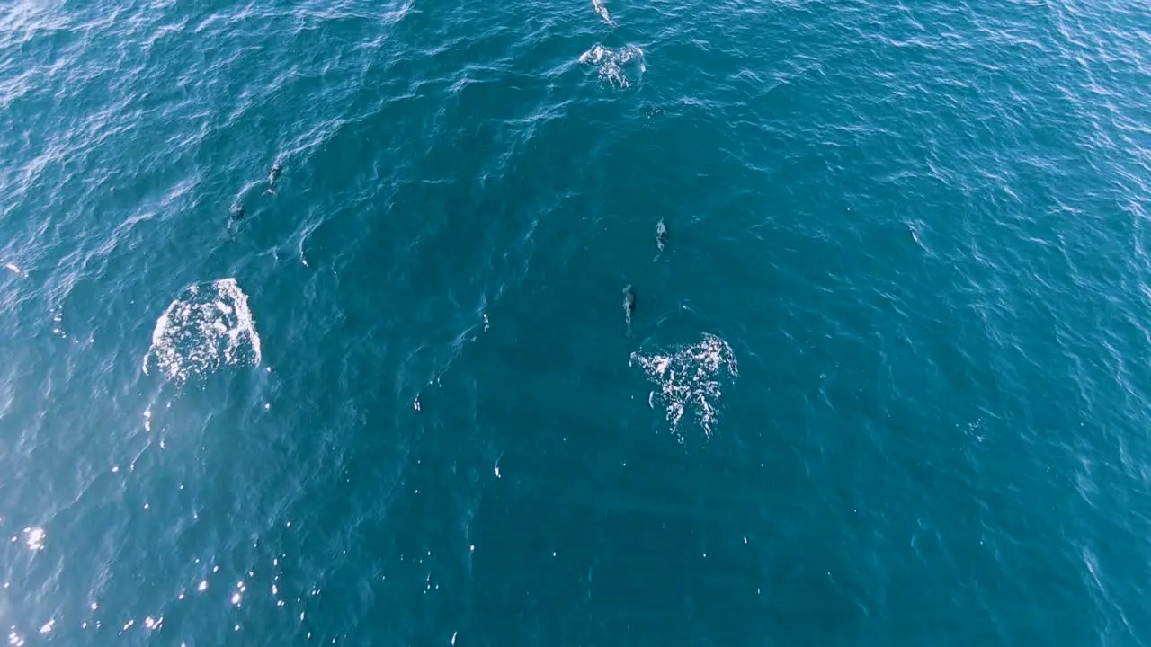 A Beautiful Pod Of Dusky Dolphins Swimming Freely In The Bright Blue Sea Water In Patagonia Argentina aerial drone