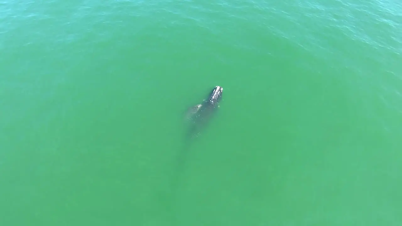 Aerial Over A North Atlantic Right Whale Mother And Calf Swimming With Bottlenose Dolphins 3