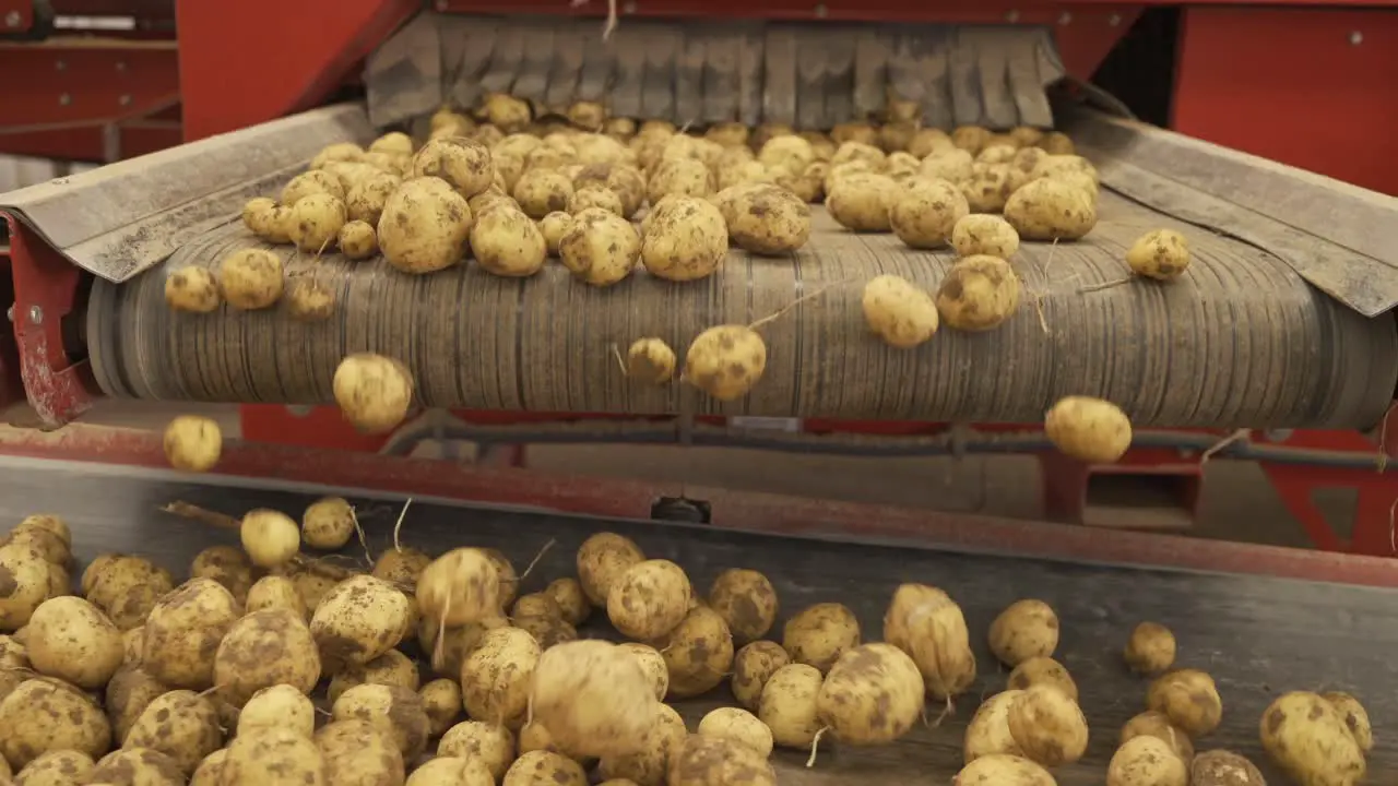 Potatoes move on conveyor belt in storage facility