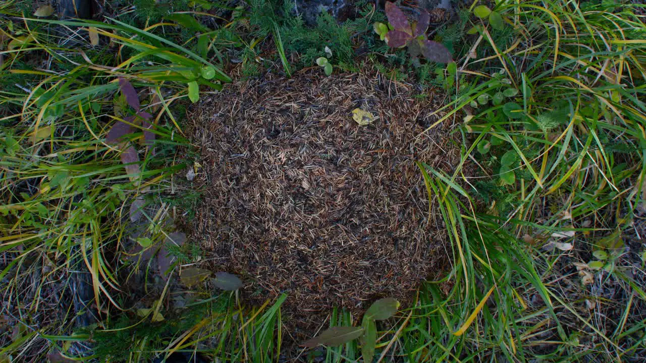 Anthill from above in the grass wide