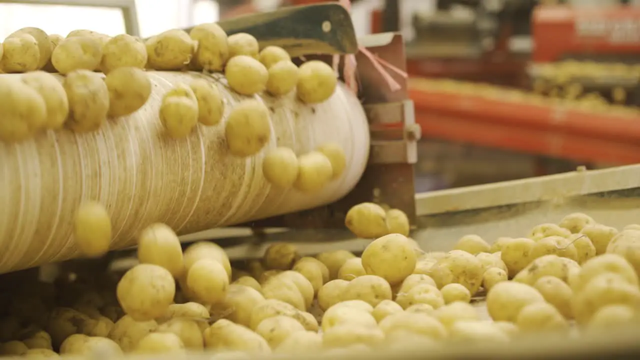 Potato harvest Potatoes advancing on the sieving band