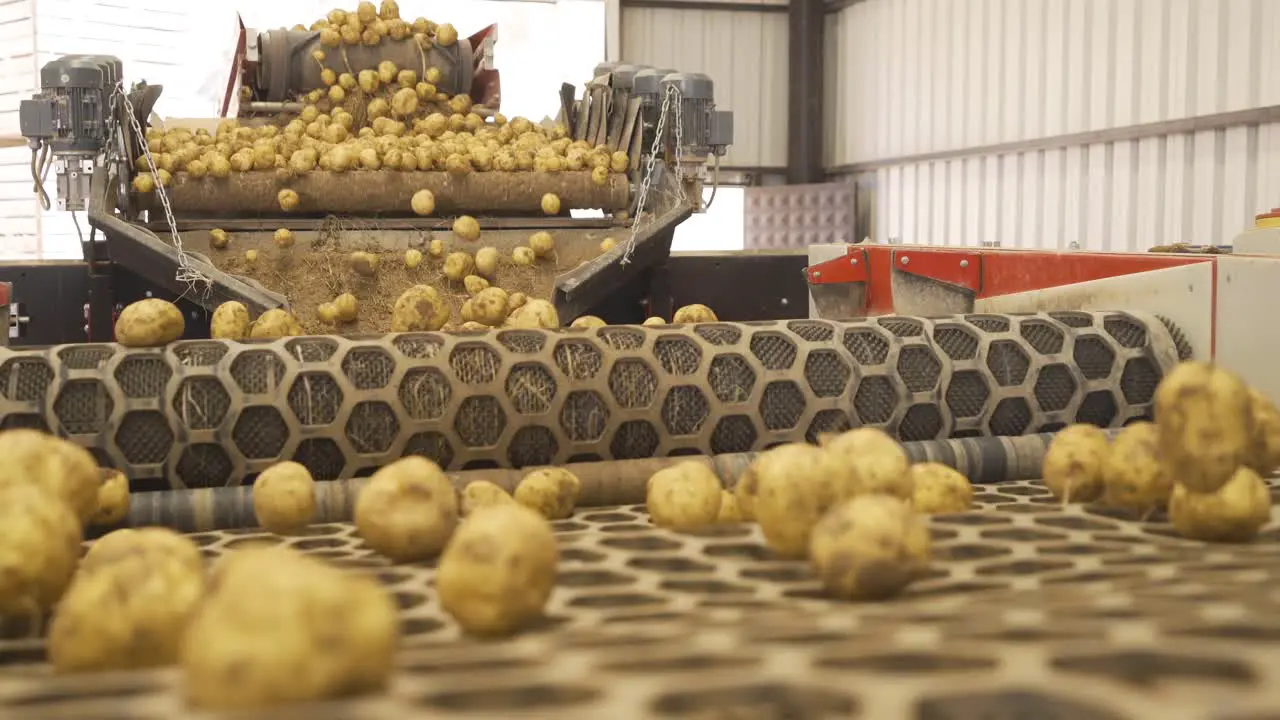 Potatoes are moving and jumping on the moving conveyor belt