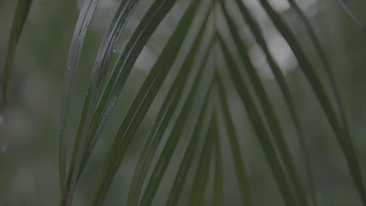 hawaiian palmtree green leaf macro