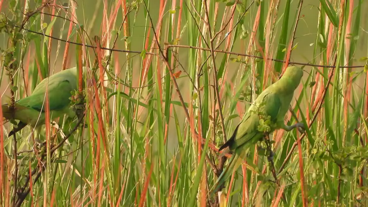 Parrots eating red rice in pond 