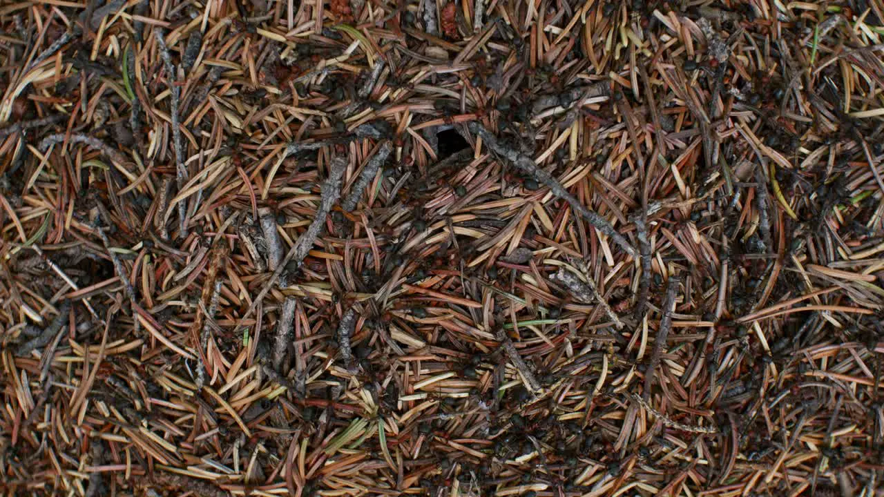 Anthill from above busy Timelapse