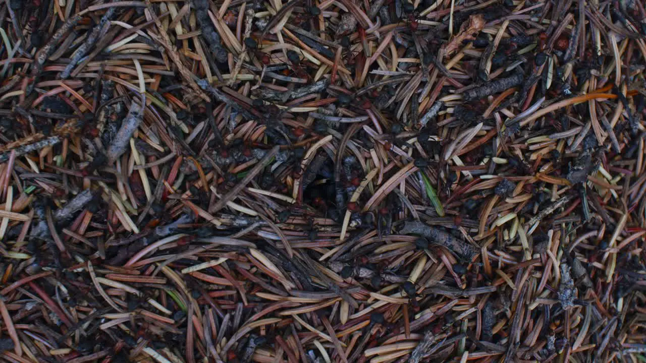 Anthill entrance hole wide Timelapse