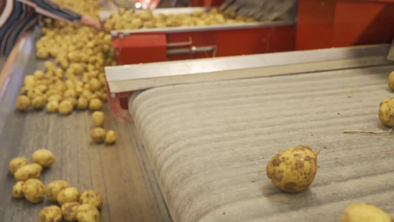 Potato sorting and storage facility