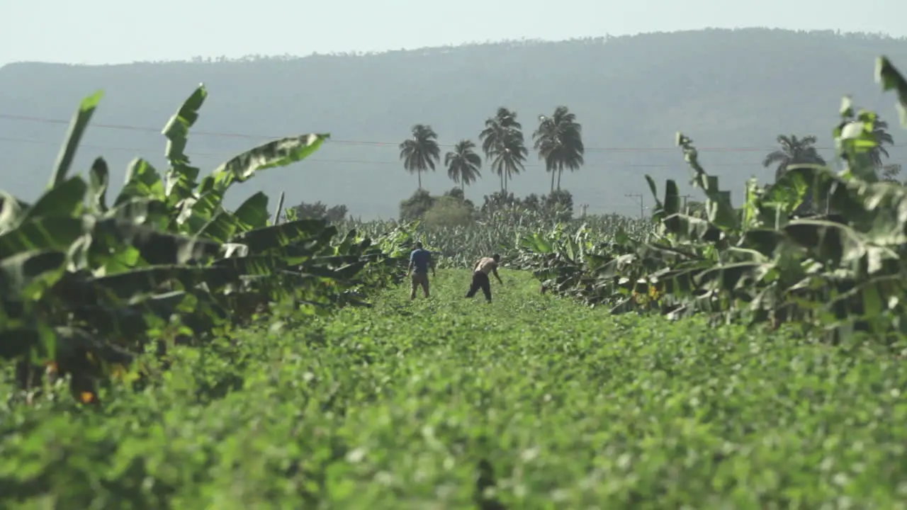 Banana plantation workers Banana plantation workers