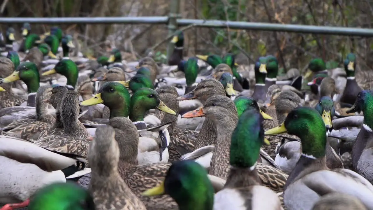 Slow motion medium shot of a flock of mallard ducks on a walkway