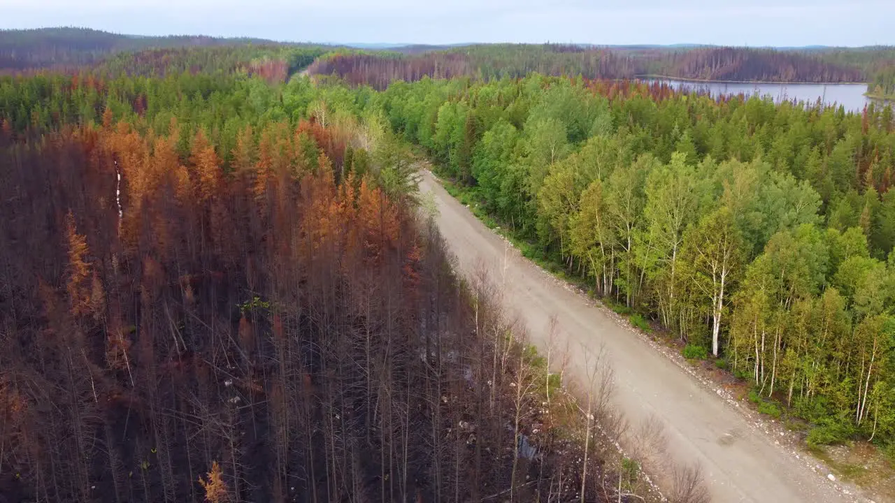 Aerial view after successful wildfire fighting burnt and green forest separated by road