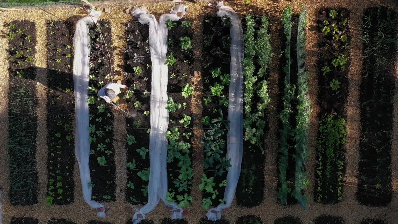 Top down aerial view of lady watering fertile vegetable patch green thumb