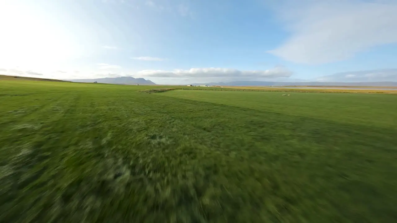 Low angle aerial view of a green meadow with yellow grass near a village in Iceland captured using an FPV drone on a sunny summer day