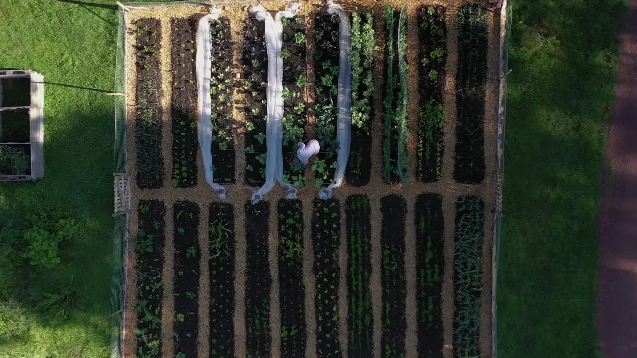 Top-down aerial descent over lady watering her healthy vegetable patch