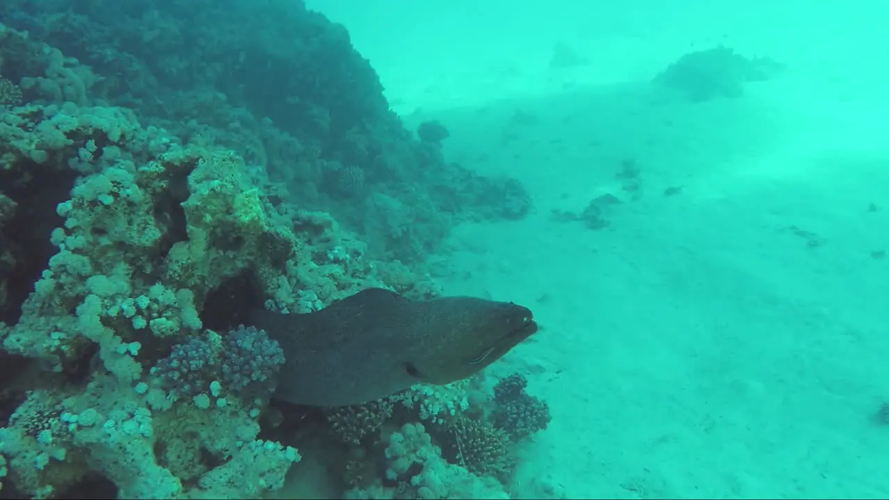 A Large Moray Eel Is Hidden At The Bottom Of The Sea Inhabitants Of The Red Sea