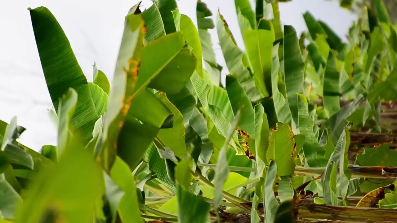 Upright zoomed in footage of a large banana plantation in central America