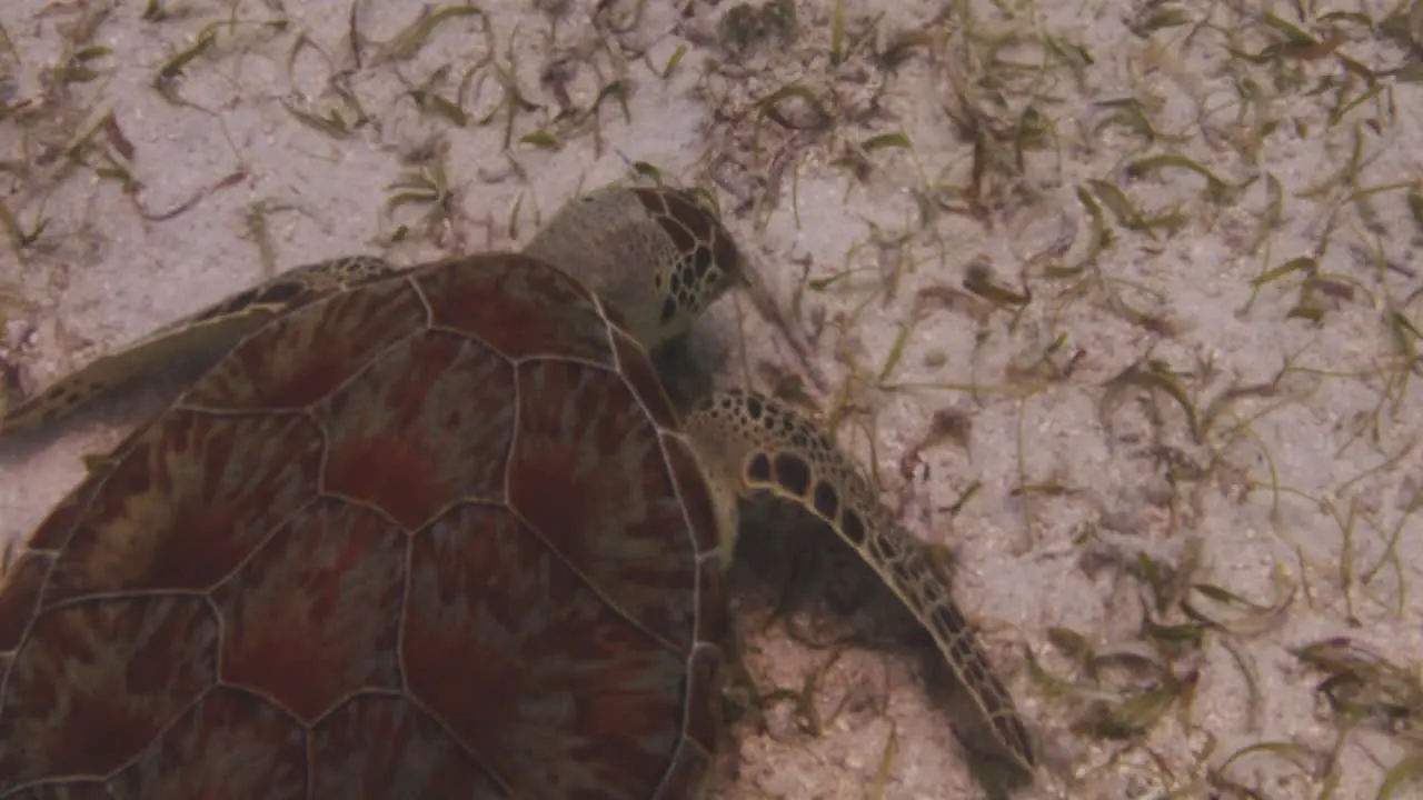 Green Sea Turtle Eating Underwater At St