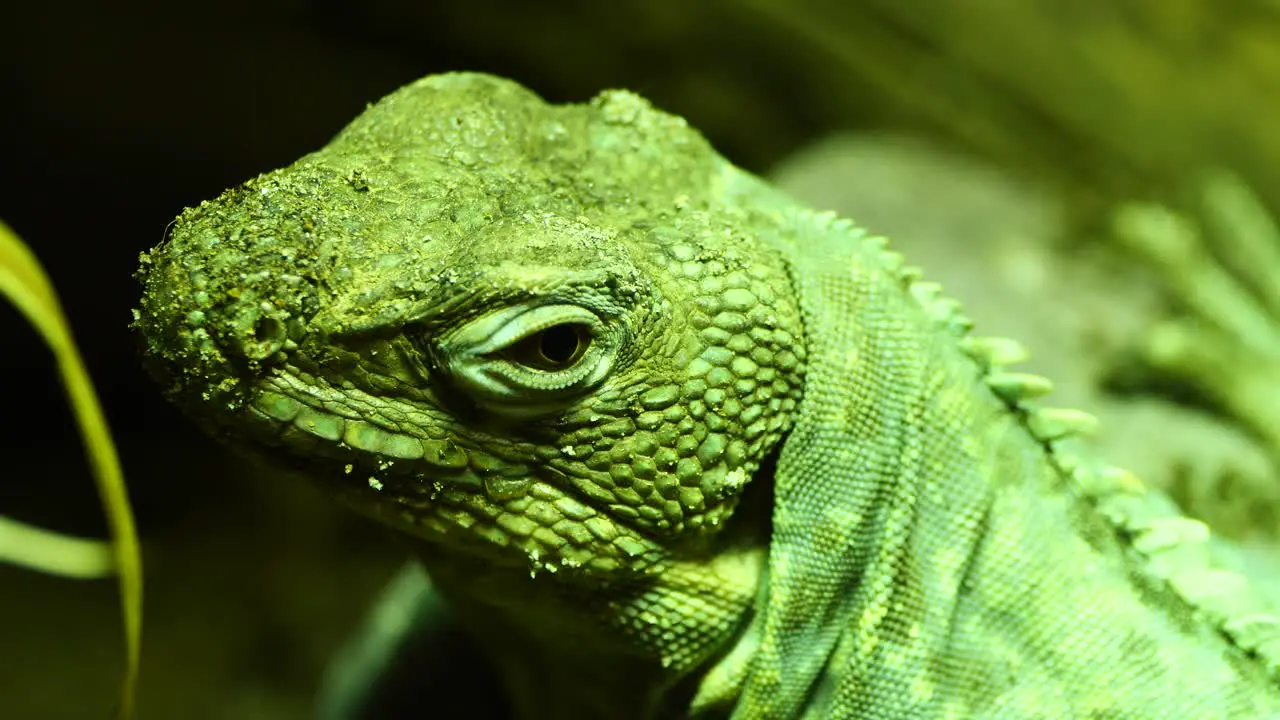 Macro close up of green colored lizard reptile resting outdoors during sunny day