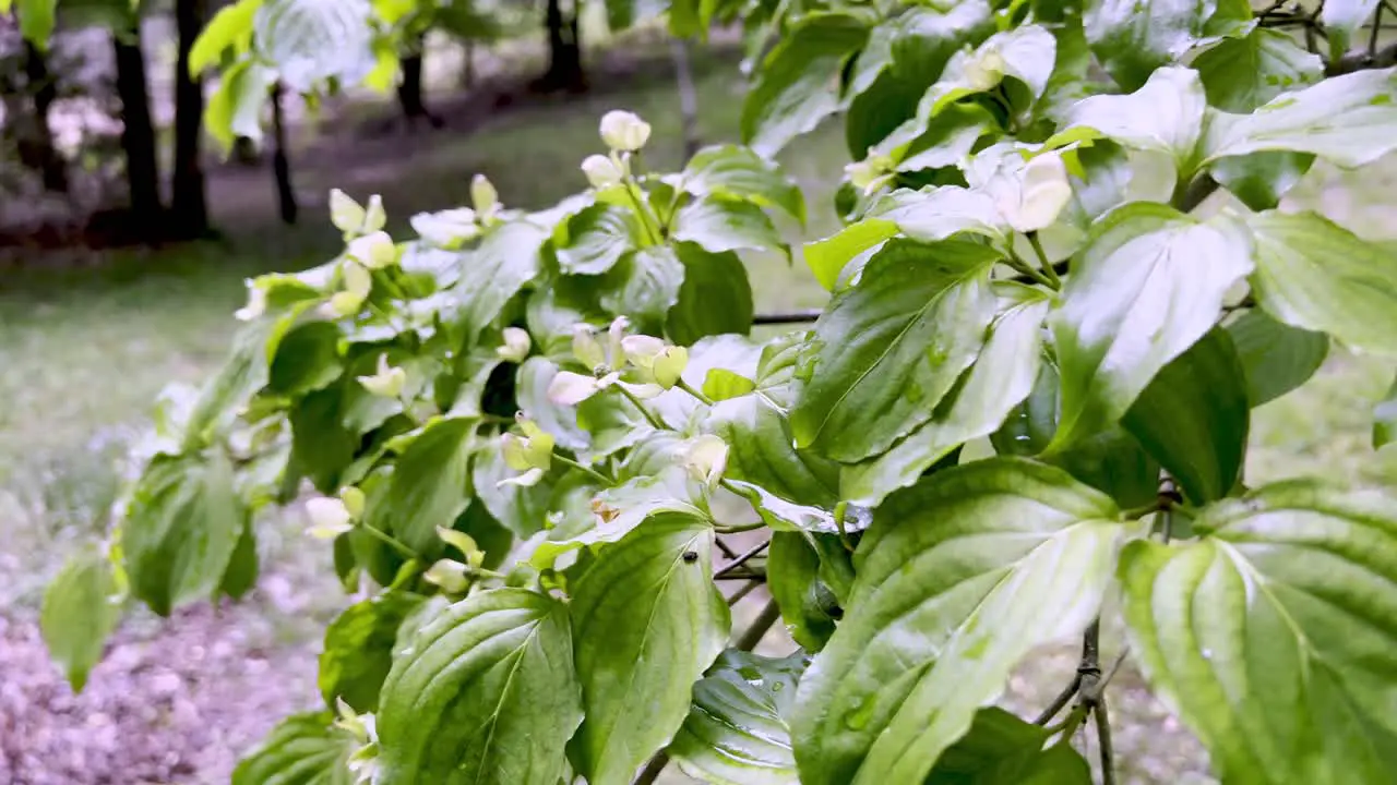 older man inspects kousa dogwood tree