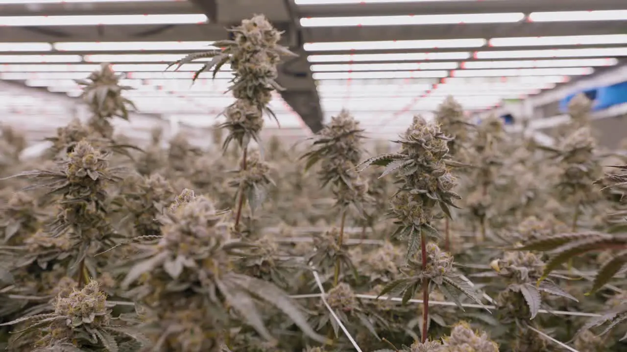 Revealing shot of Marijuana plantation in California greenhouse Close-up