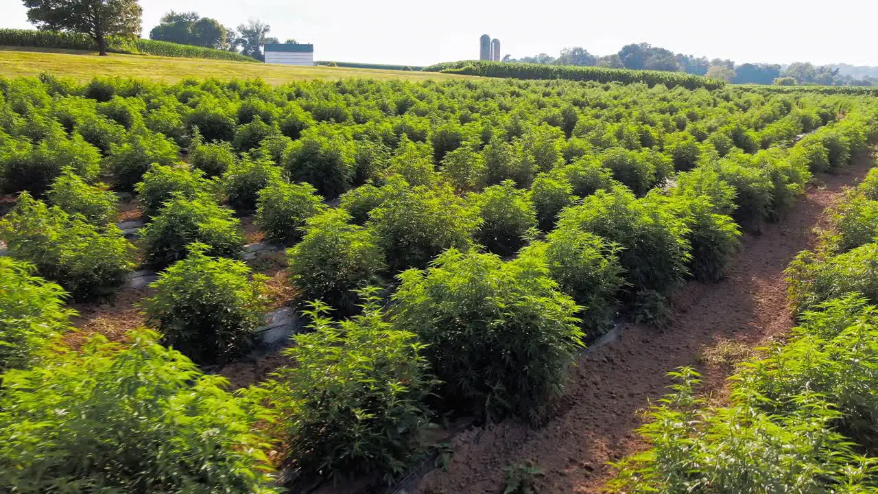 Aerial tracking shot above rows of industrial hemp legalized marijuana field on a sunny summer afternoon