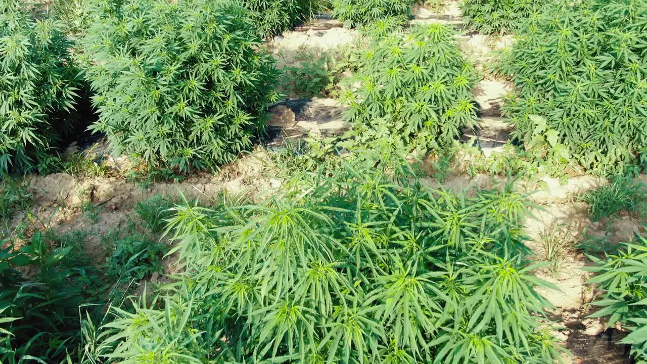 Tilt up shot reveals detail of hemp plant bush leaves growing in a marijuana field in Pennsylvania golden light