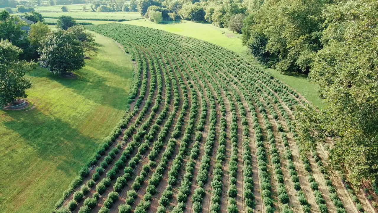 Descending aerial drone shot above field of marijuana plants bushes growing in long rows for industrial hemp